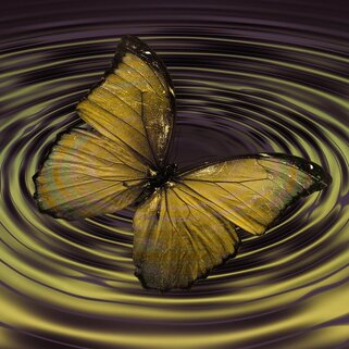 Butterfly Touching Water to Create Ripple